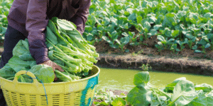 Inscrições abertas para o Programa ALI Rural 2025 em Indaiatuba